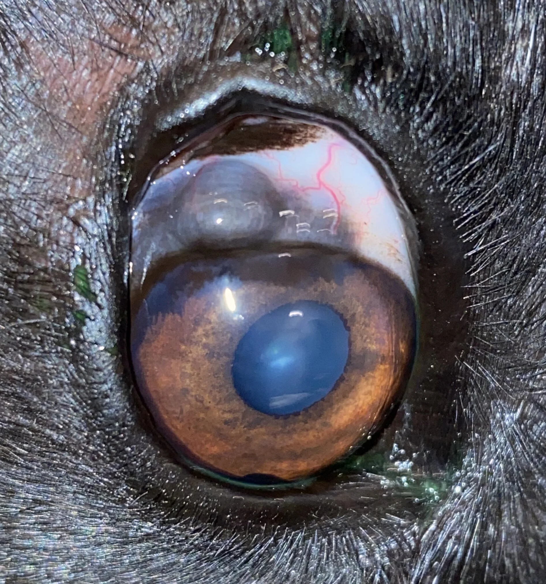 What is that black spot on my dogs eye?