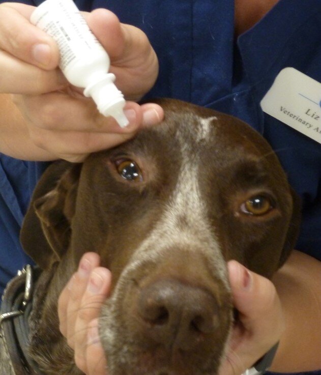 How to give eye drops to my dog — Bliss Animal Eye Care
