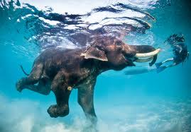 Some animals are meant for swimming. Like this smiling, elated elephant.