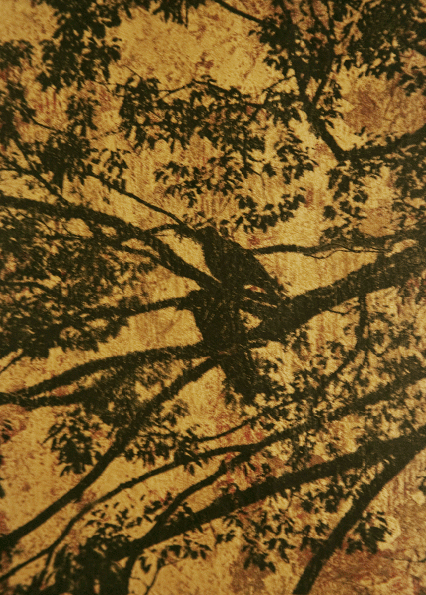 Song Birds