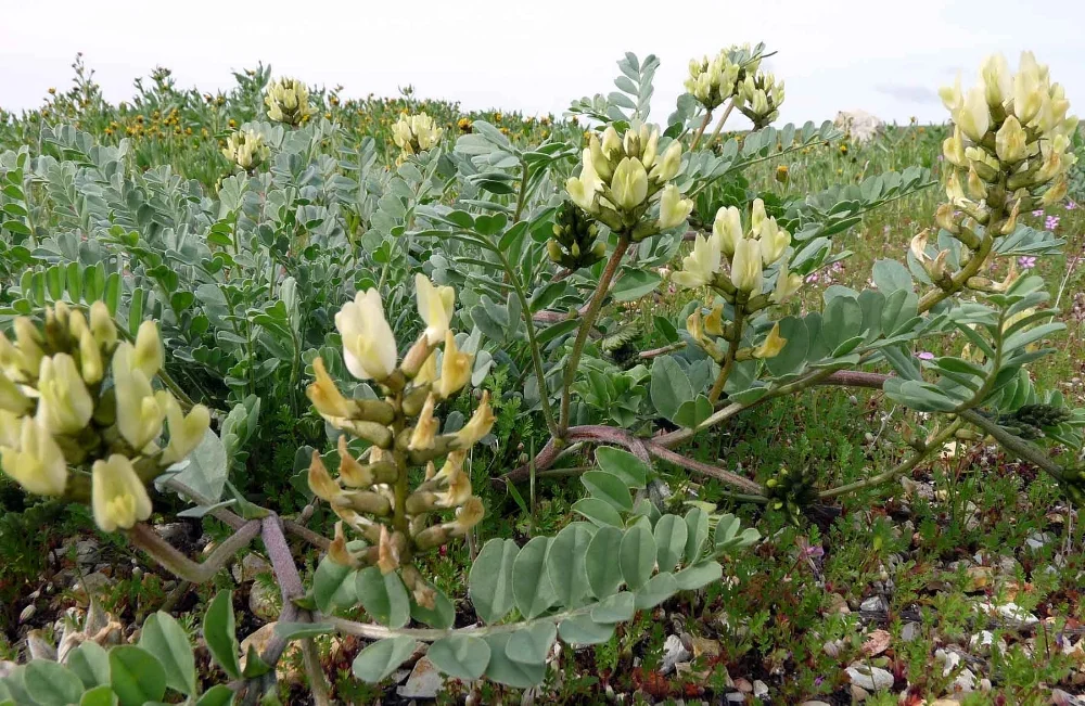 Astragalus_lentiginosus-nig.jpg