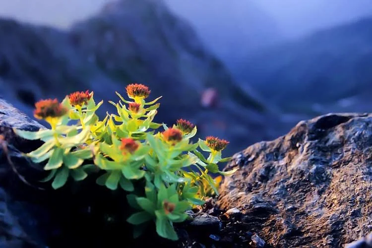 rhodiola-rosea.jpg