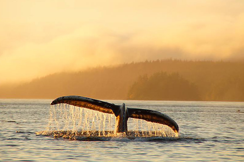 orca-dreams-humpback-whale-kayaking-whale-watching-compton-island-blackney-pass-british-columbia.jpg