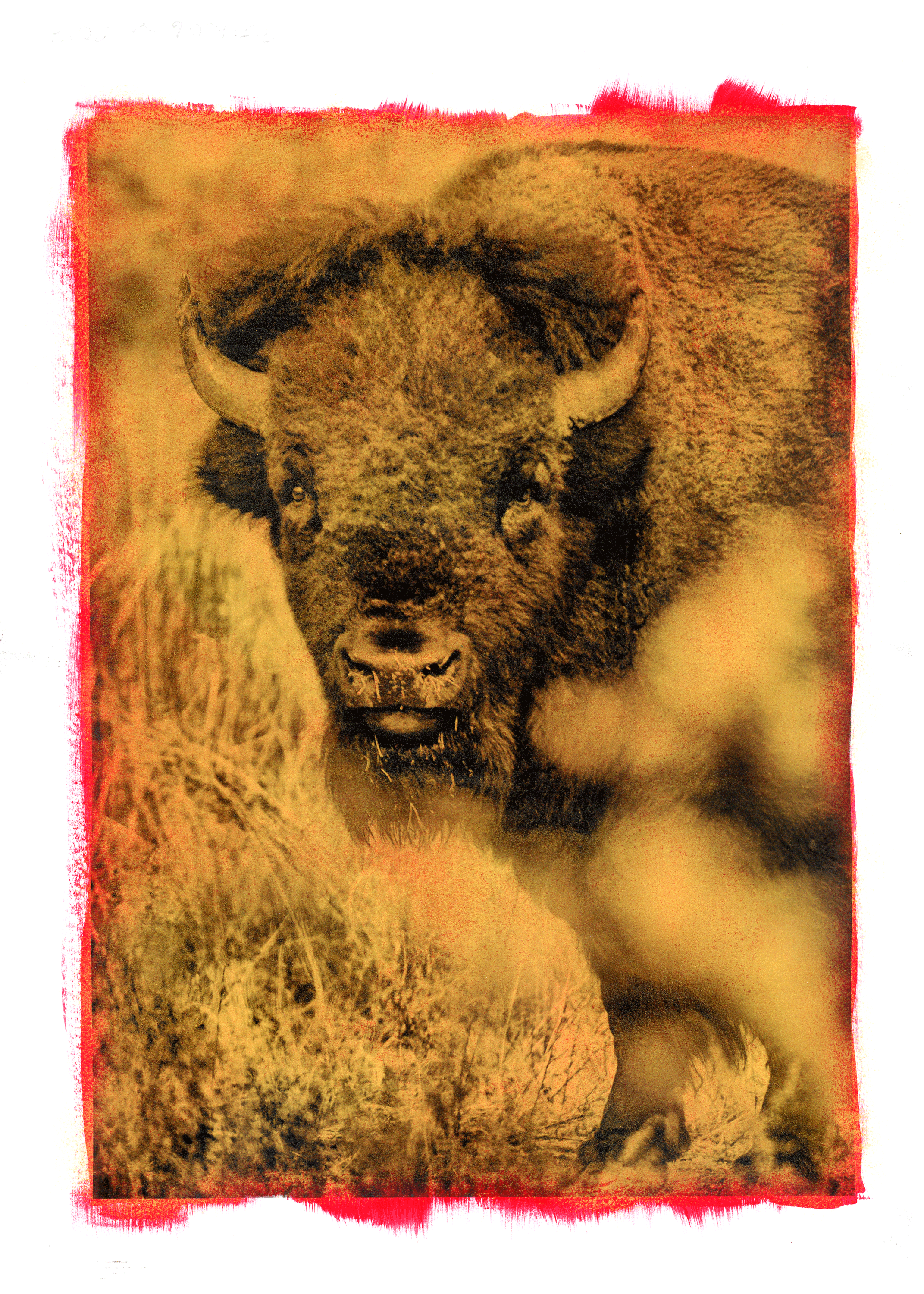 Buffalo