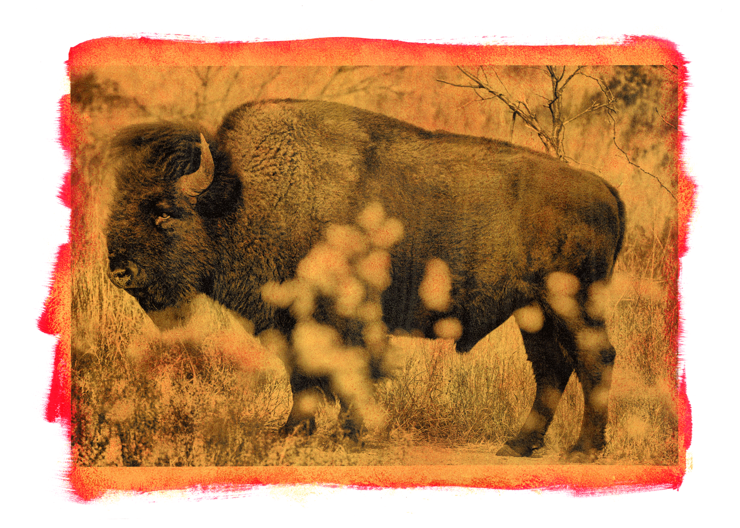 Buffalo