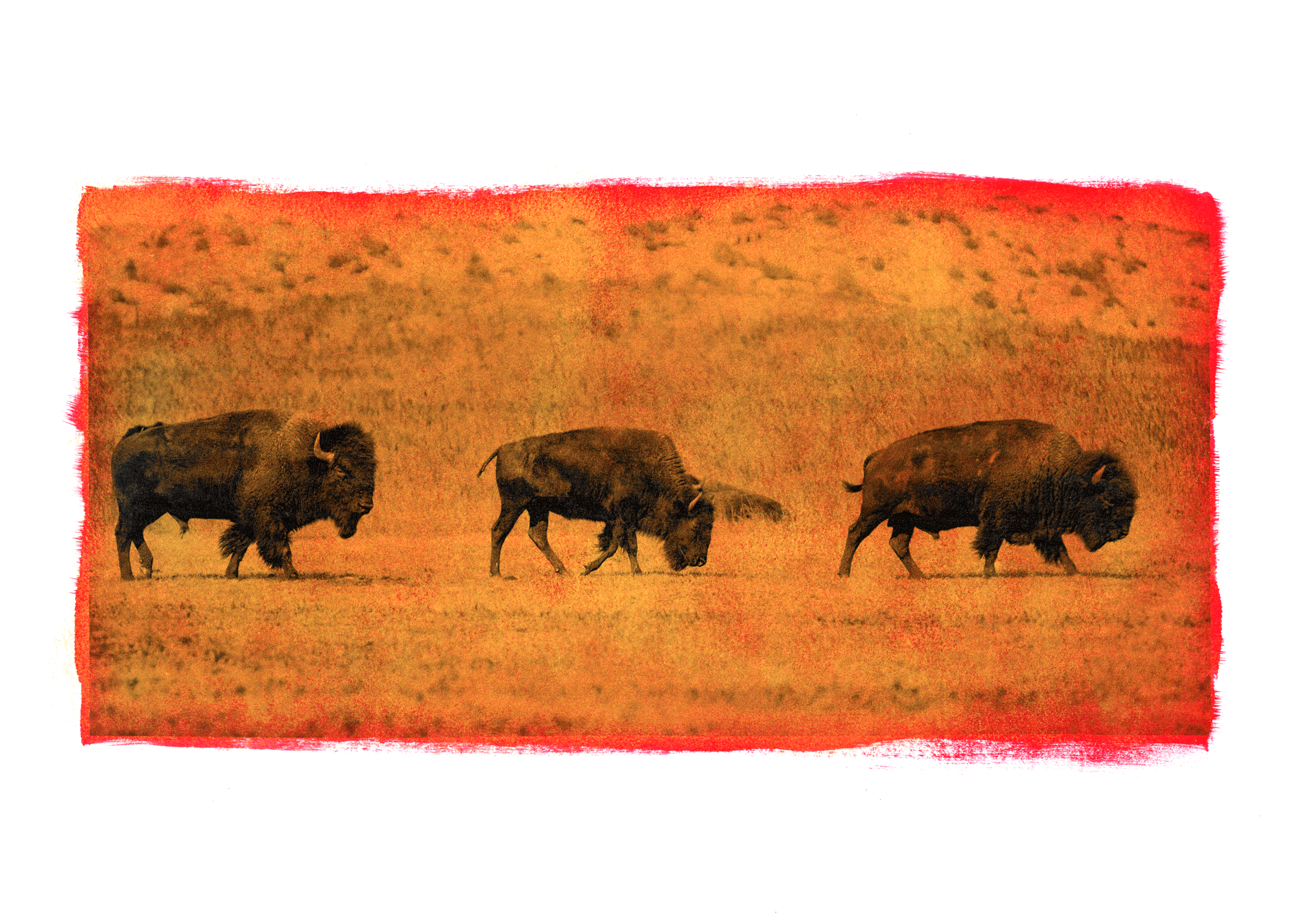 Buffalo