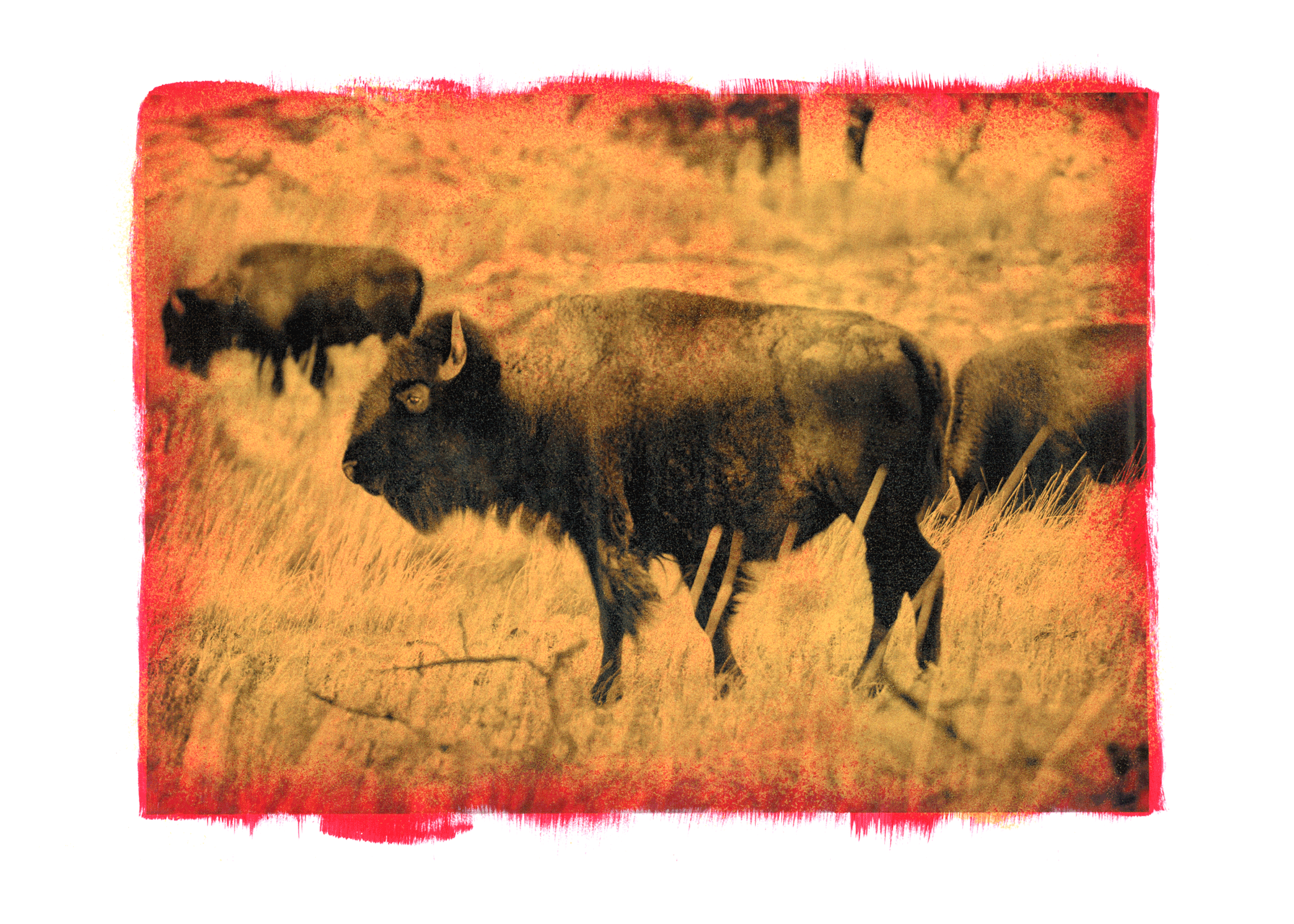 Buffalo