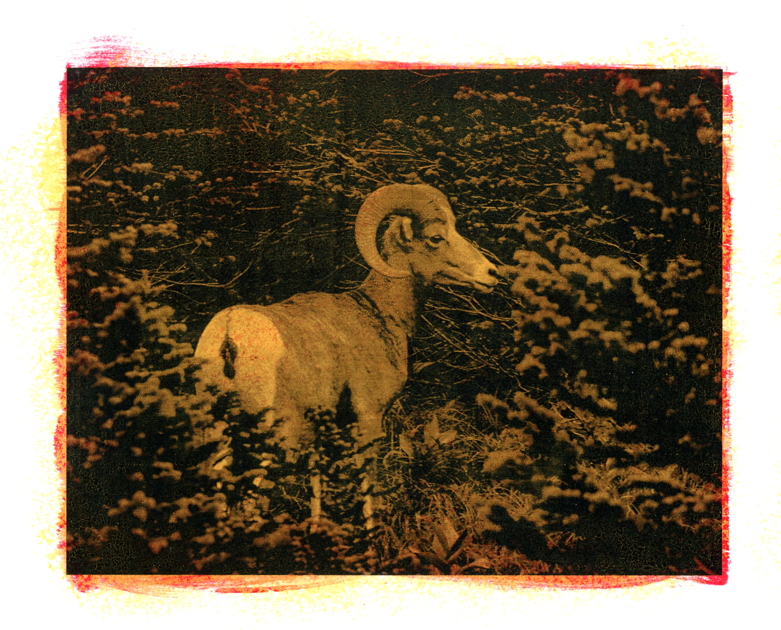Big Horn Sheep