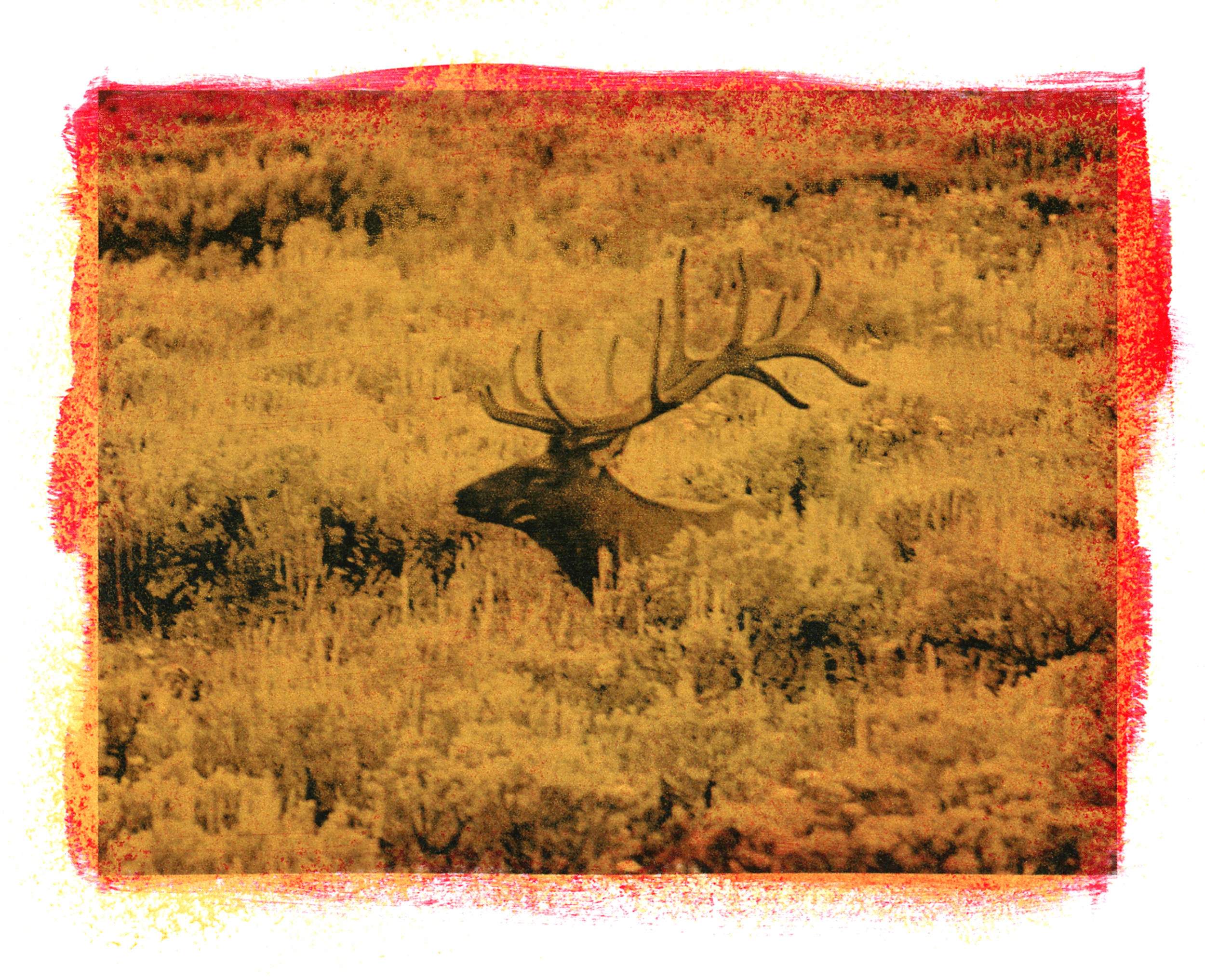 Elk