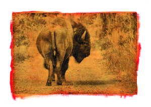 BuffaloGL10edit.gif