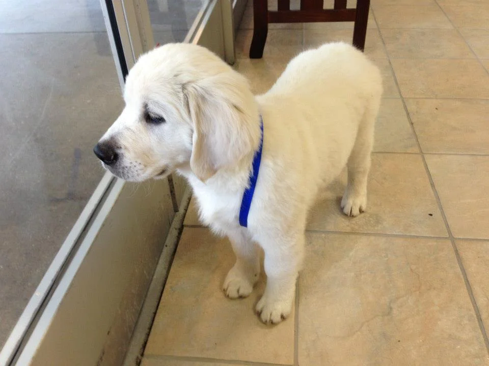 ozzie.jpg