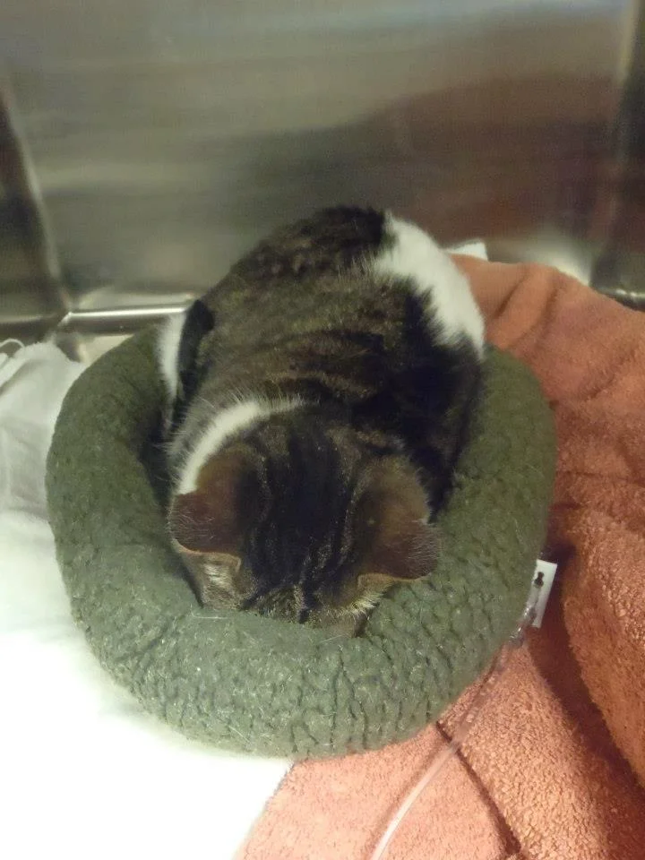 oliver cat.jpg