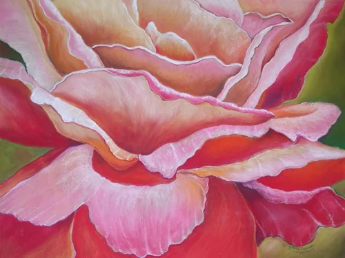 2_Morning Rose.jpg