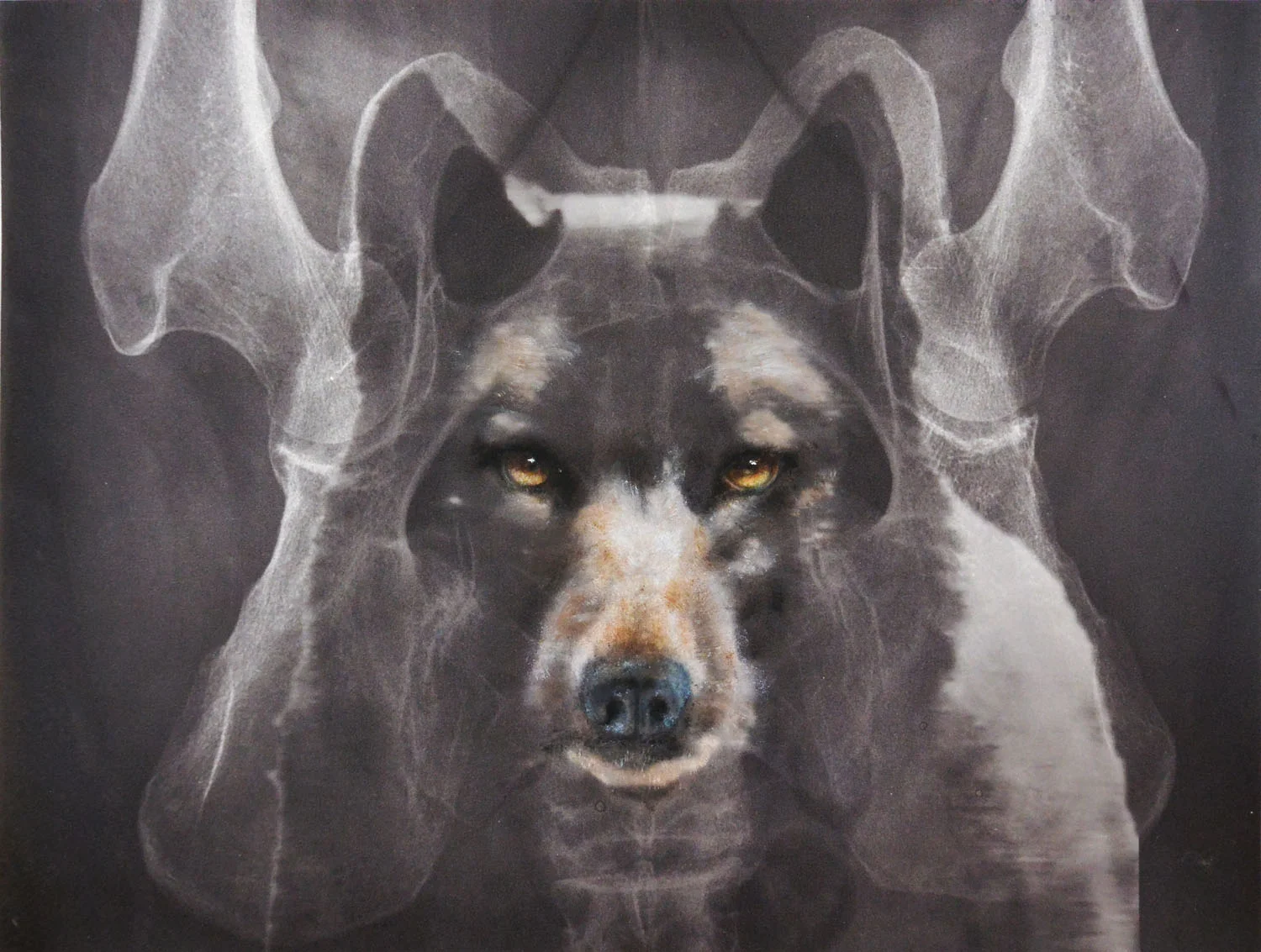 01_Bone Image 1.jpg
