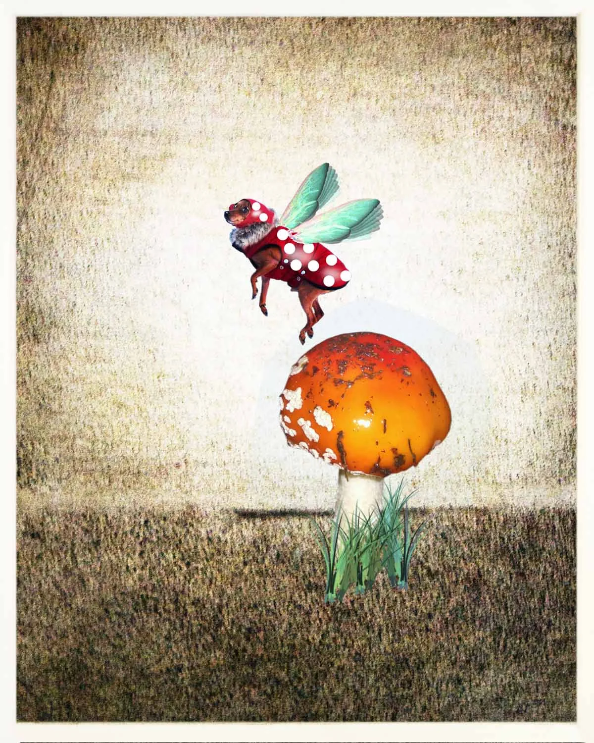13_Fly Agaric Beetle.jpg
