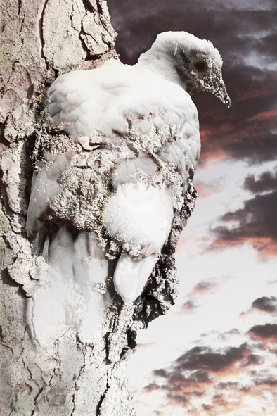 Roberto Rodolfo Cami