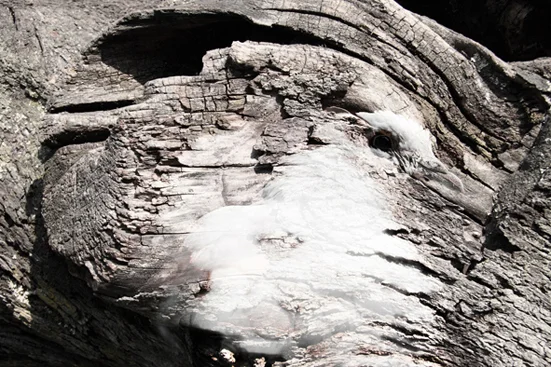 Roberto Rodolfo Cami