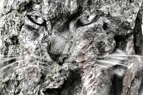 Roberto Rodolfo Cami