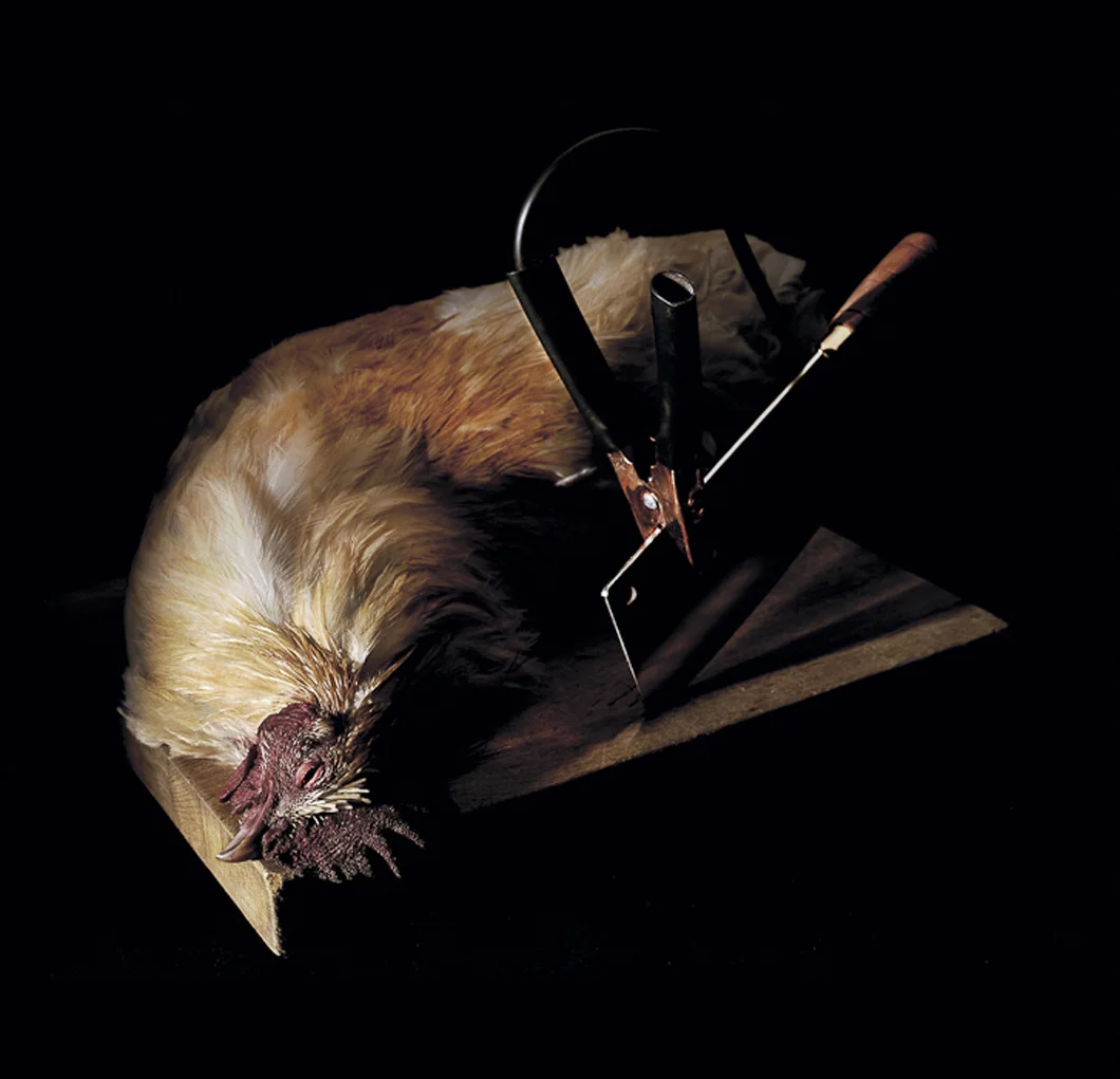 1_chicken.jpg