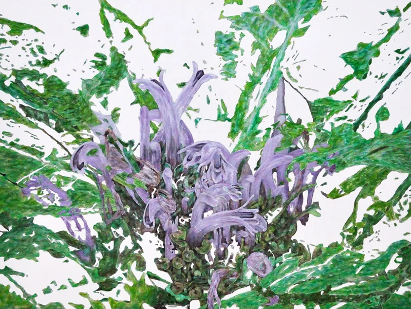 1_Cyanea Truncata.jpg