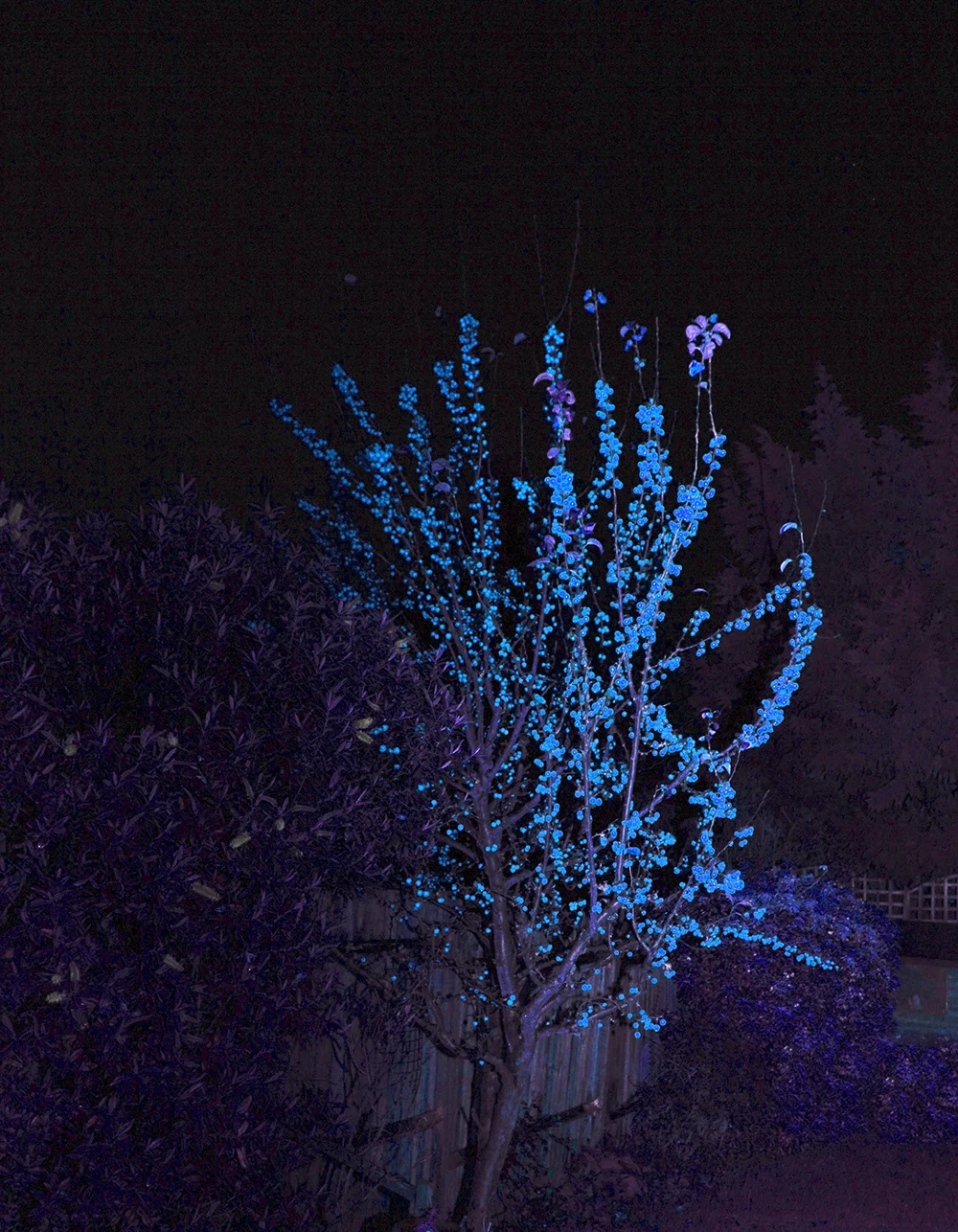 Lucas Gabellini-Fava