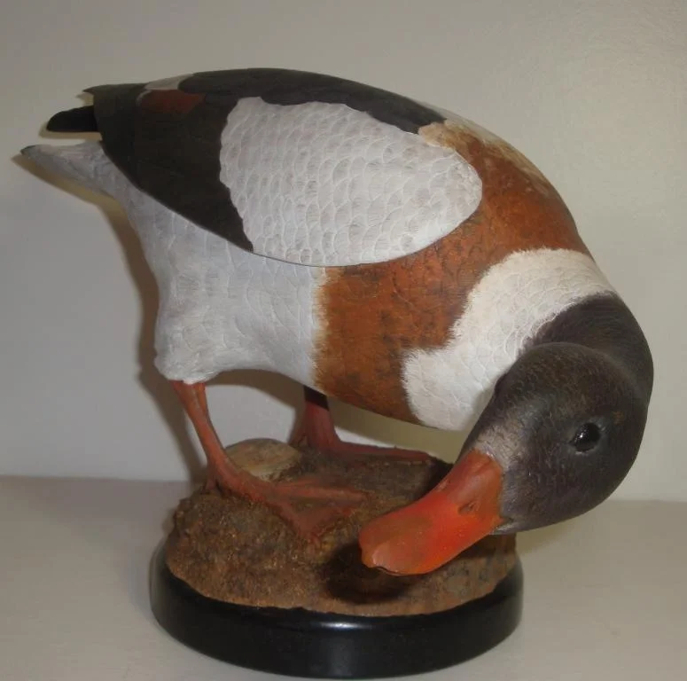 4b - Shelduck.JPG