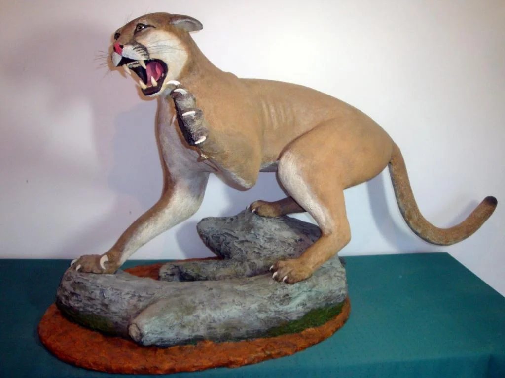 10a - Mountain Lion.JPG