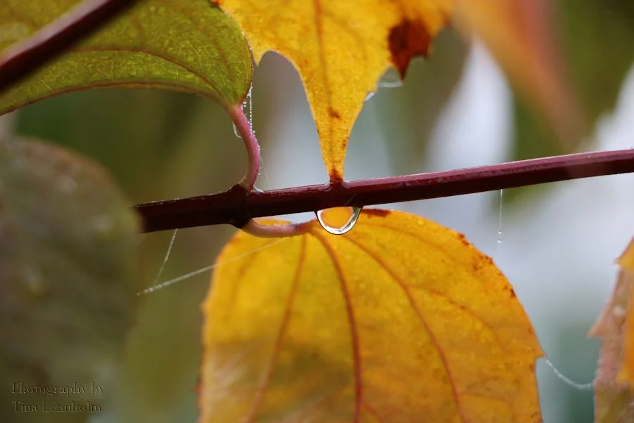 1_autumn.jpg
