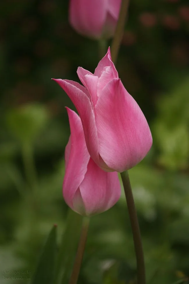 11_lovetulip.jpg