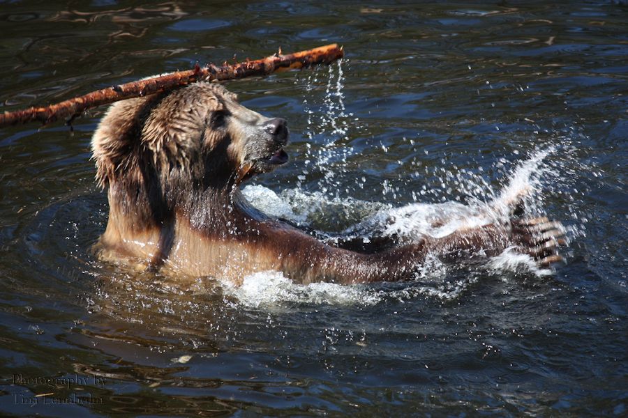 12_bear.jpg