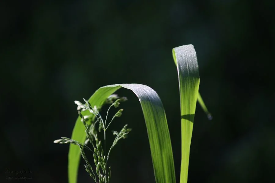 16_growing.jpg