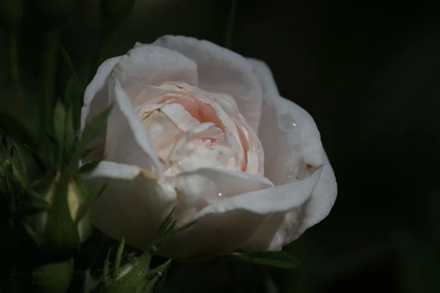 19_lightoflove.jpg