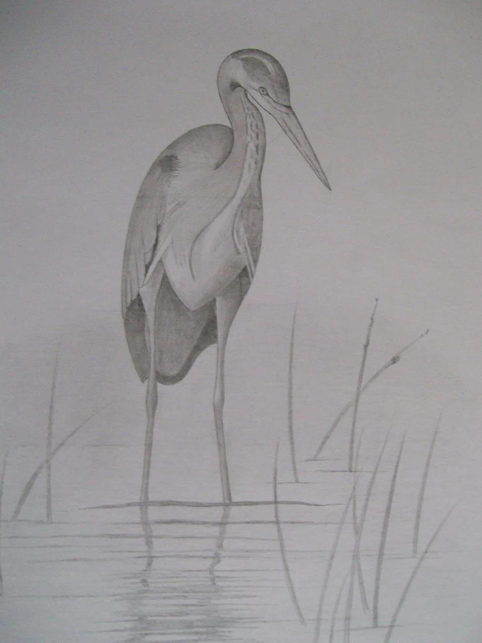 11. Heron.jpg