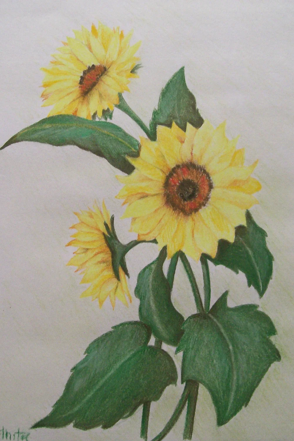 15. Zonnebloemen.jpg