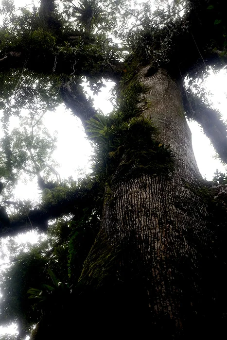 17_TREE_FACE_COSTA_RICA.jpg