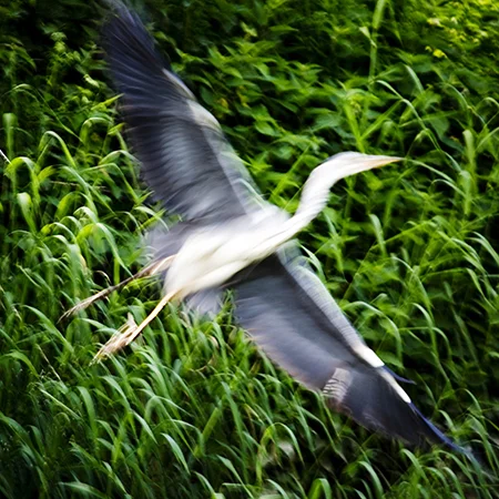 19_SPECIES_CONSERVATION_GERMANY.jpg