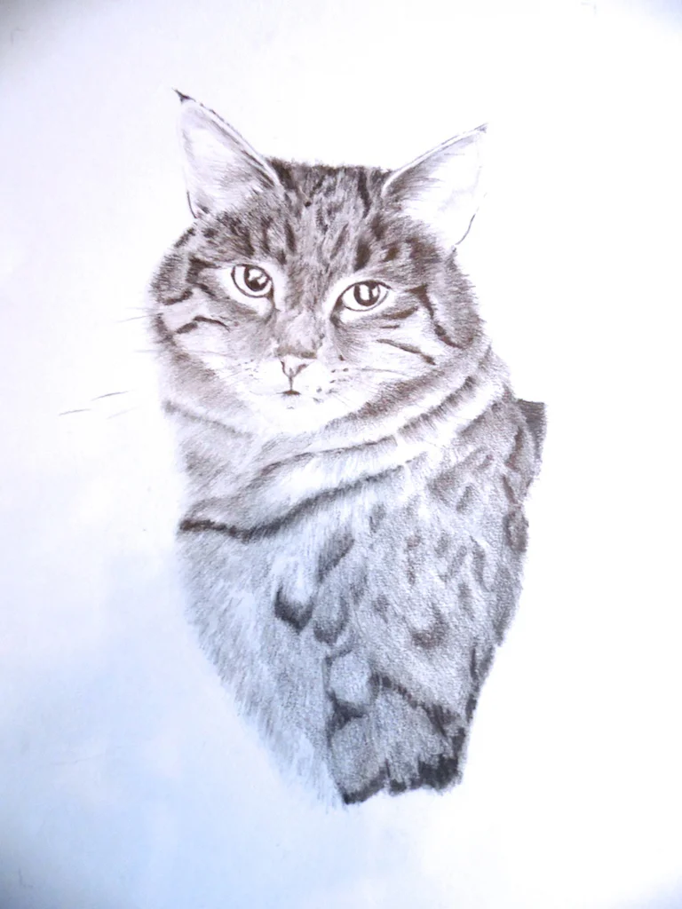 4. Silver Tabby .jpg