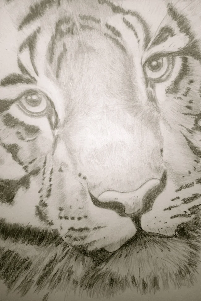 5. Tiger Face.jpg