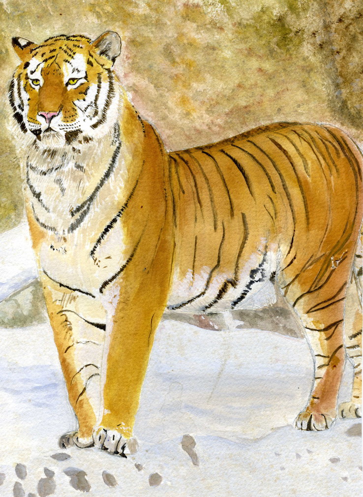 12.Tiger in the snow.jpg