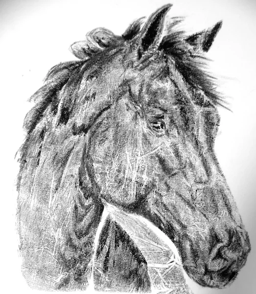 13. Horse head.jpg