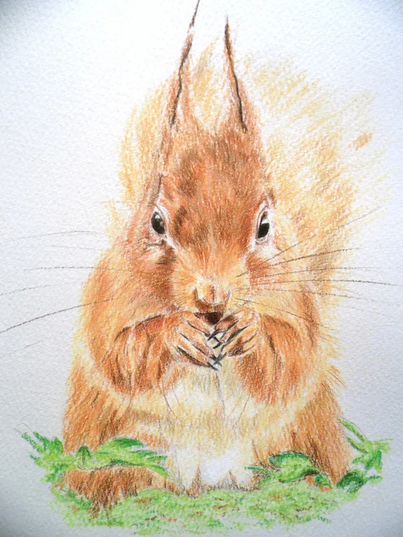 15. Red Squirrel .jpg
