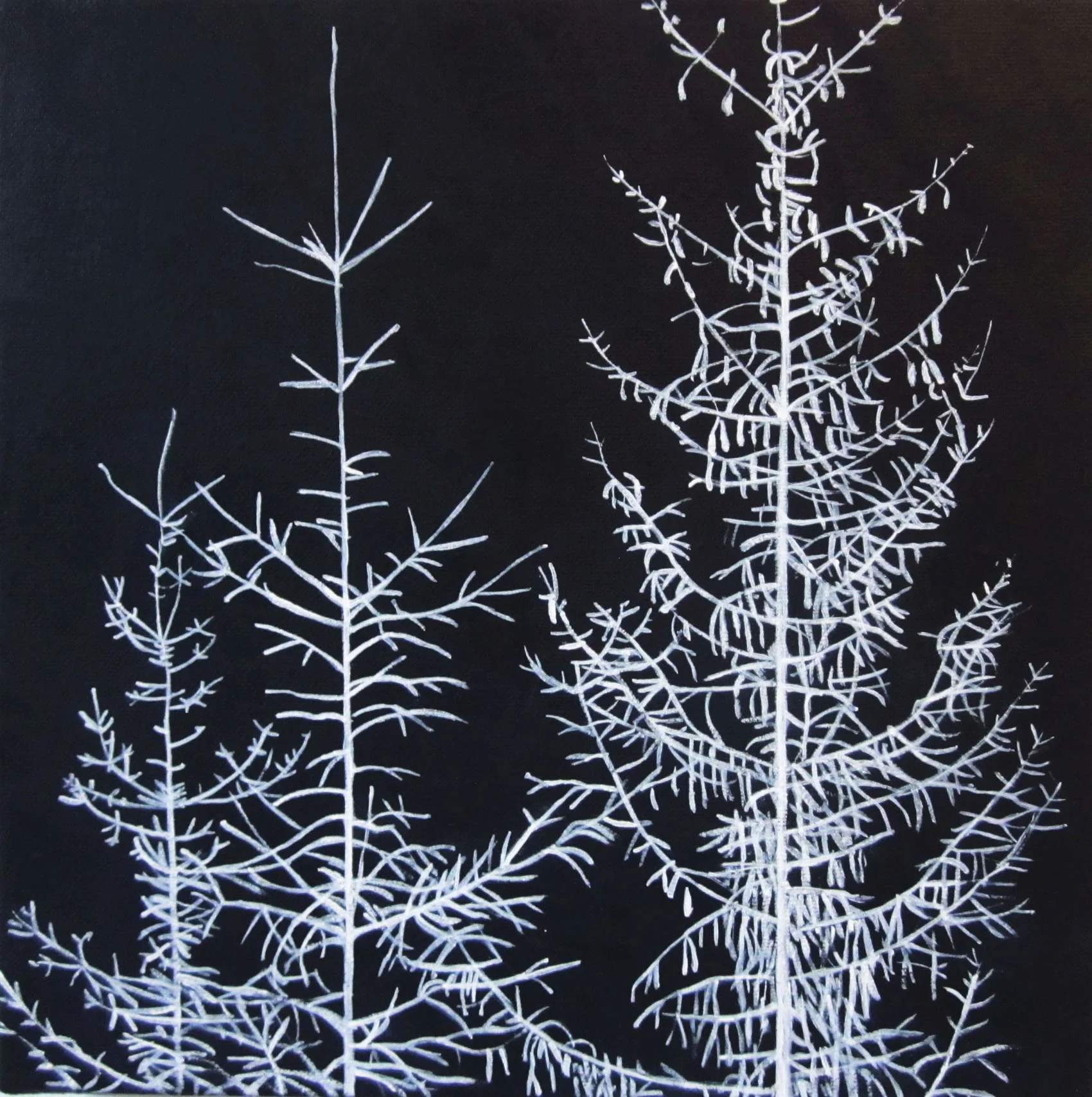 20_Black with white trees .jpg