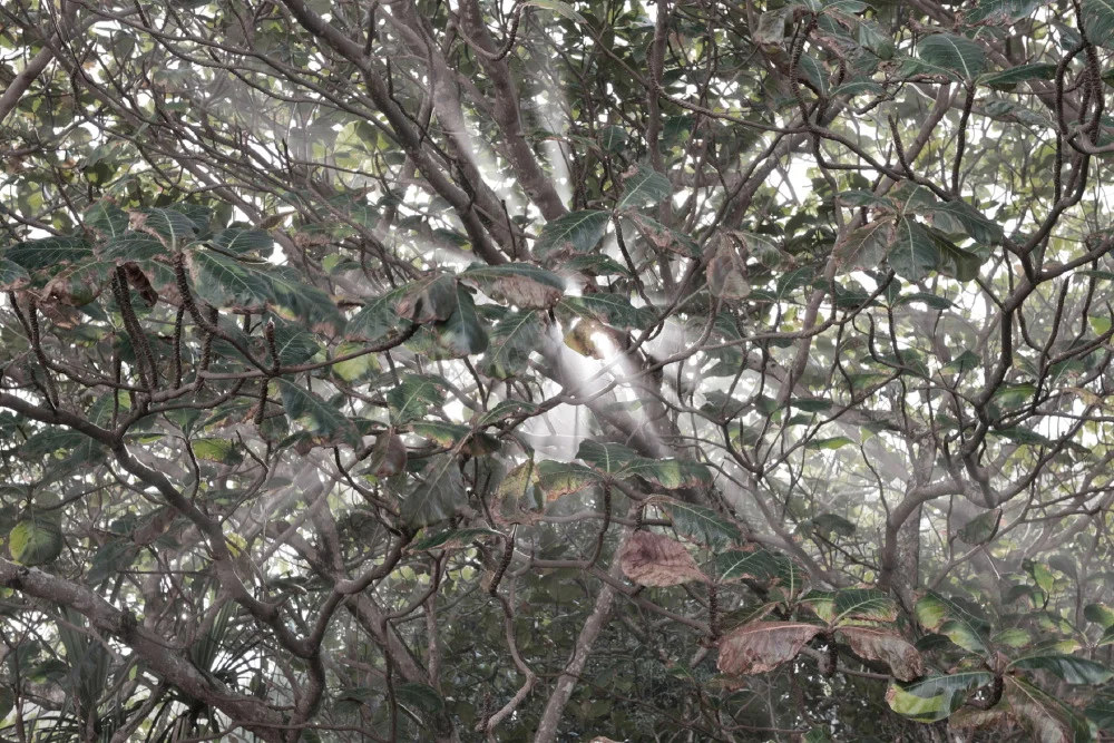 4_kauai_0135_15_cm.JPG
