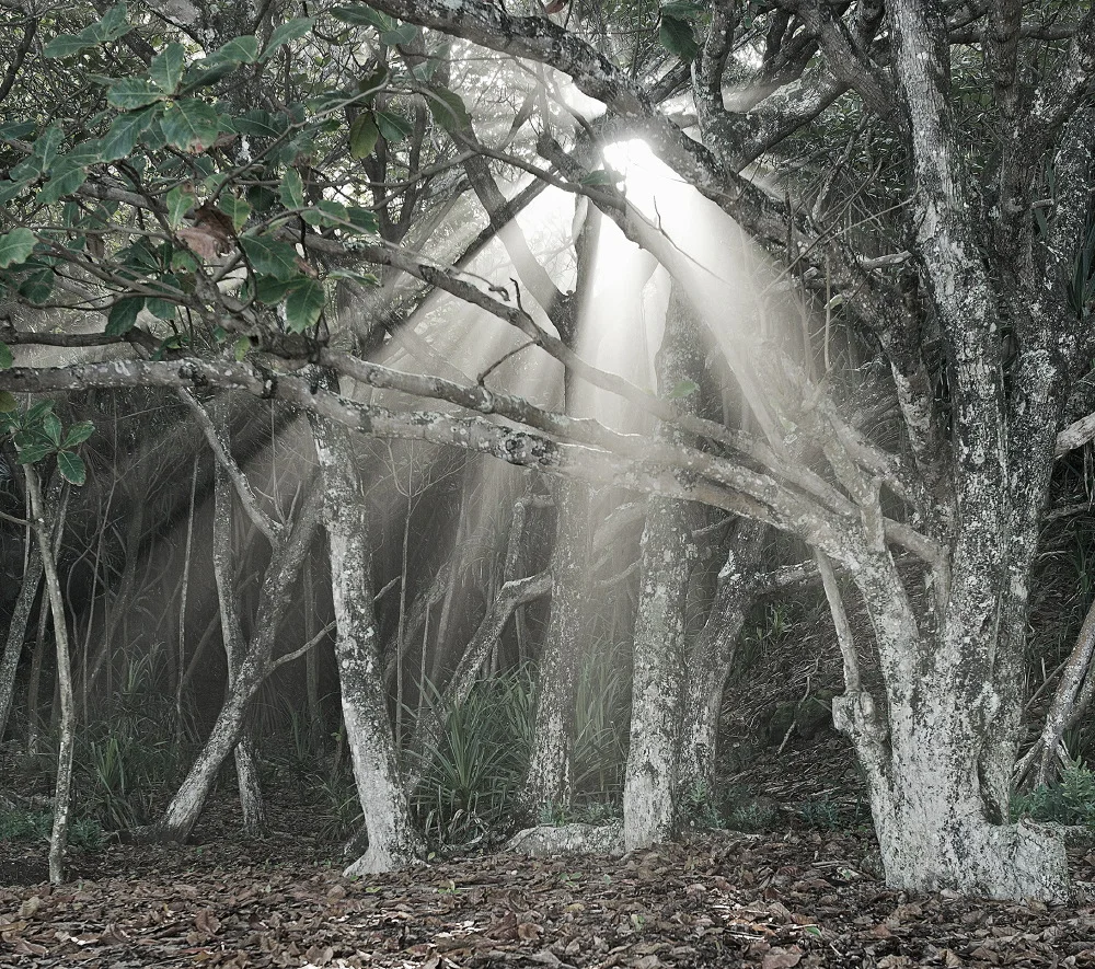 6_kauai_6295_14_cm.JPG