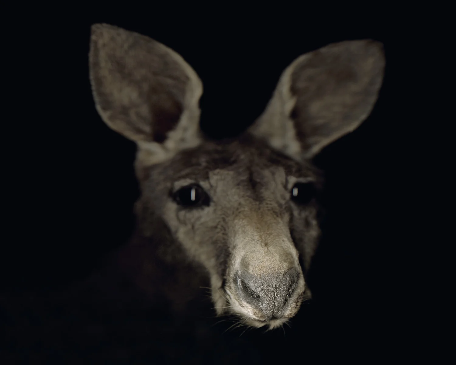 1.  Kangaroo.jpg