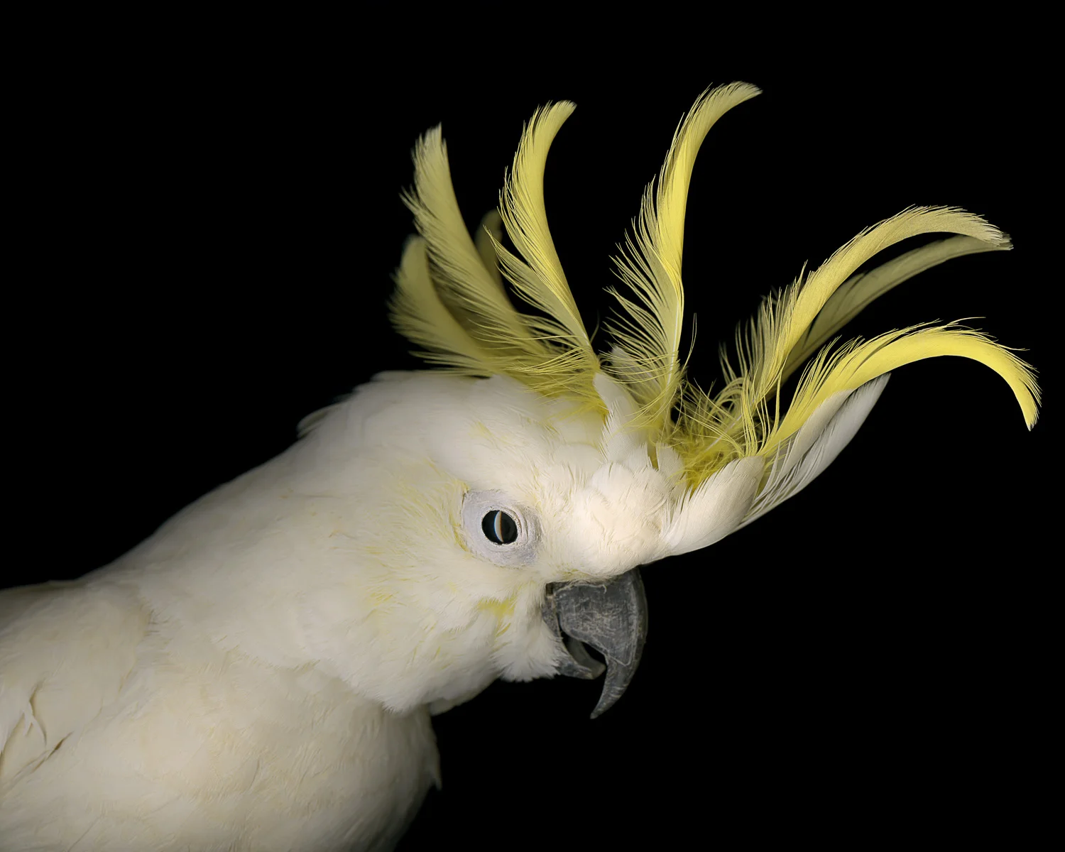 2.  Cockatoo.jpg