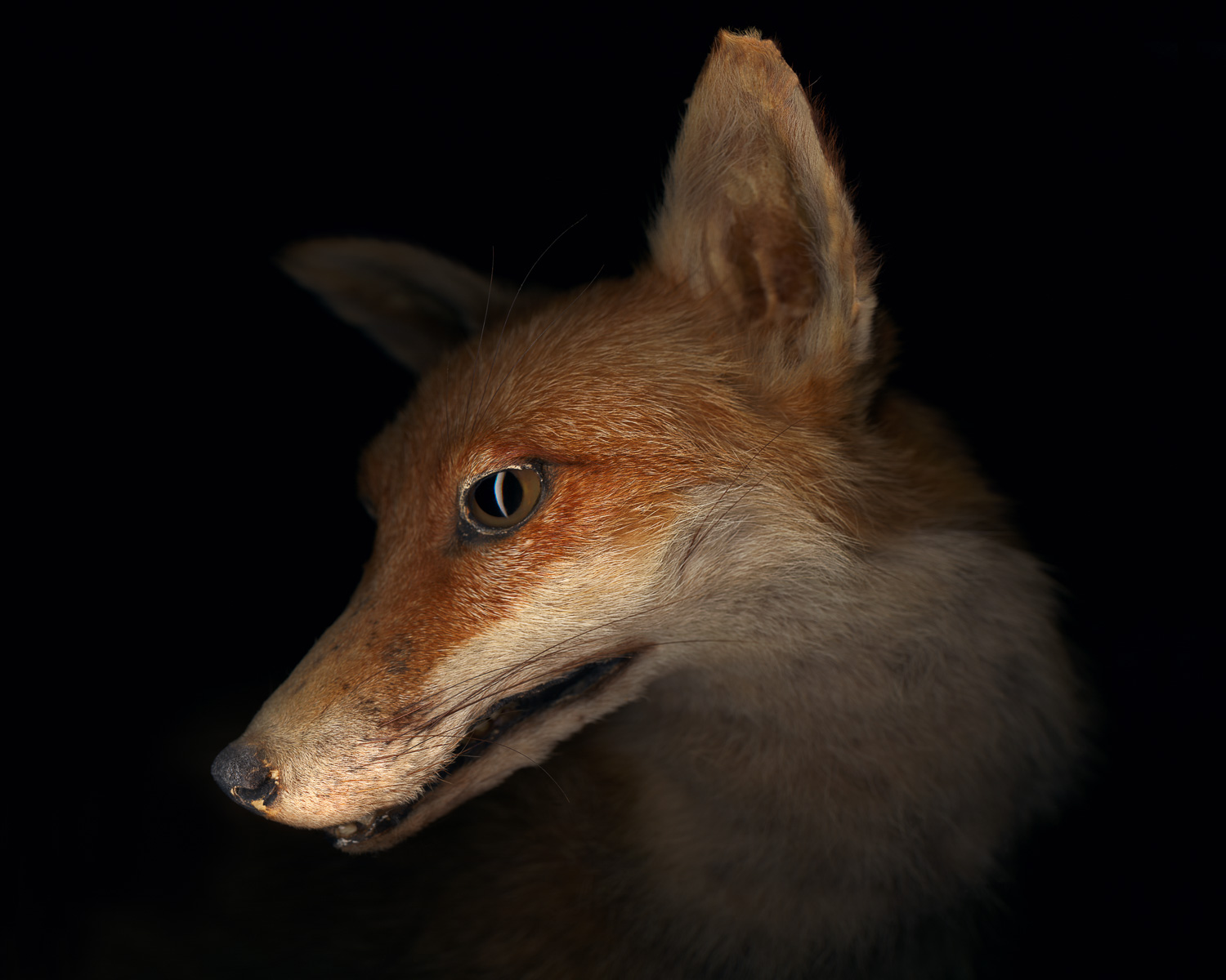 3.  Red Fox.jpg