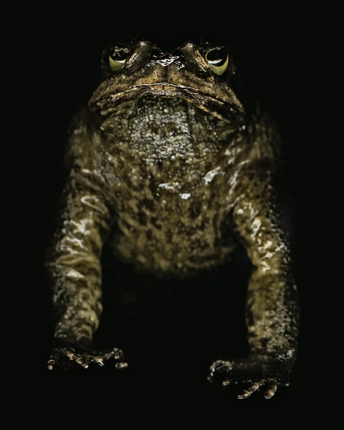 4.  Cane Toad.jpg