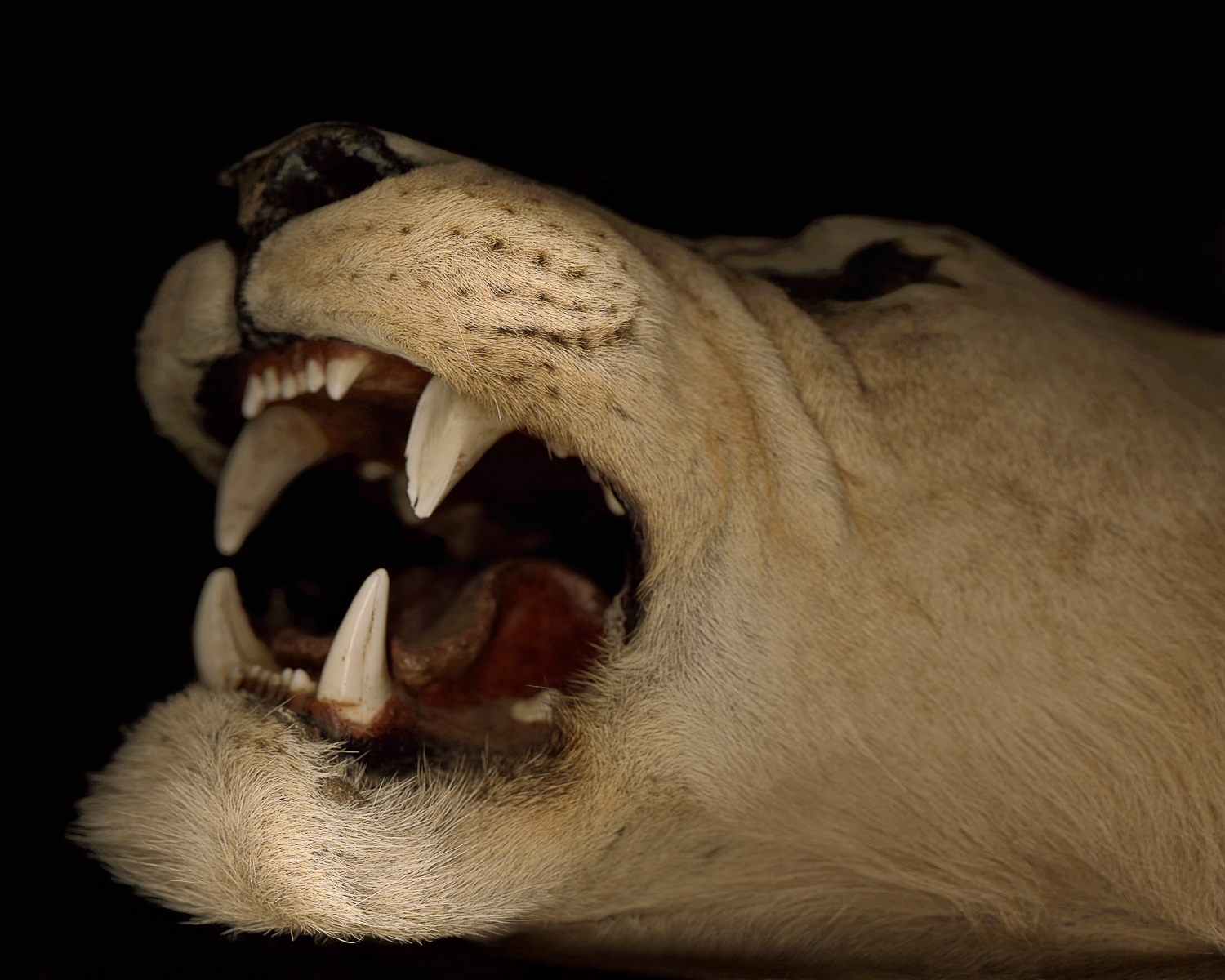 5.  Lioness.jpg