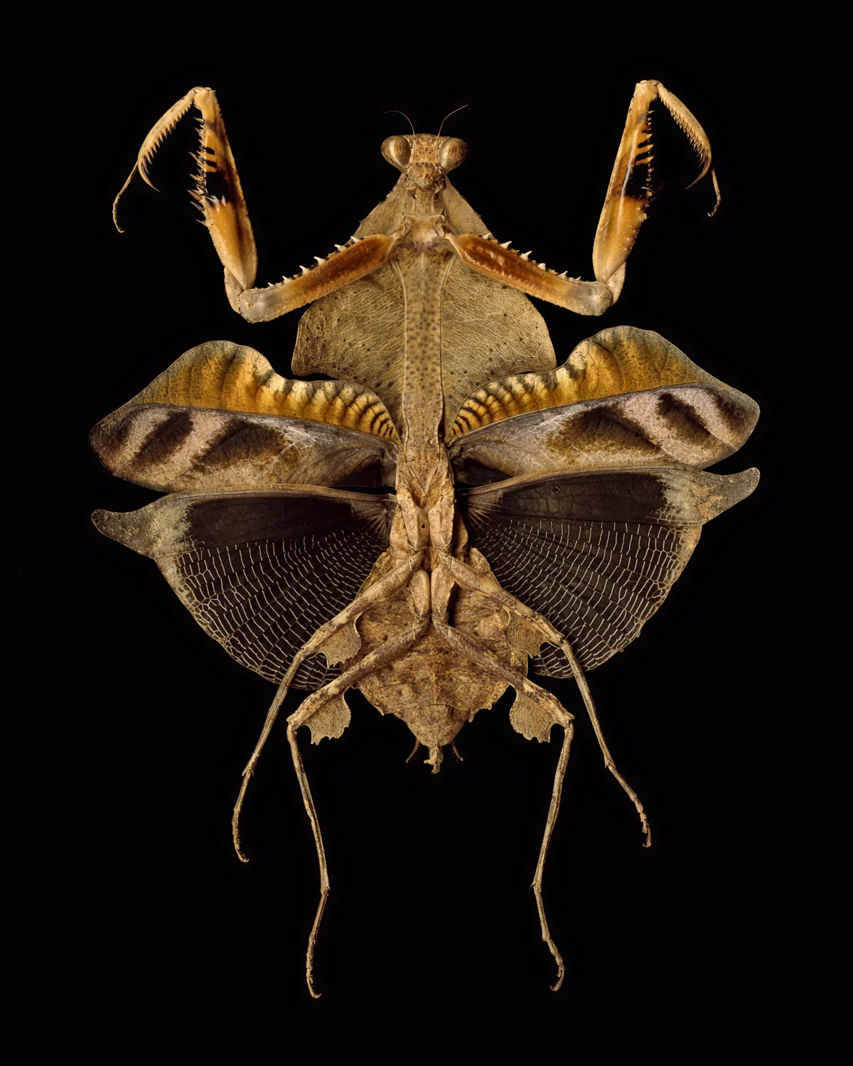 7.  leaf mimic mantis.jpg